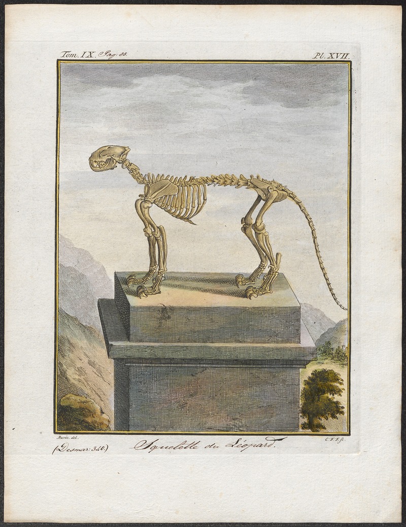 Felis pardus - skelet - 1700-1880 - Print - Iconographia Zoologica - Special Collections University of Amsterdam - UBA01 IZ22100129.jpg