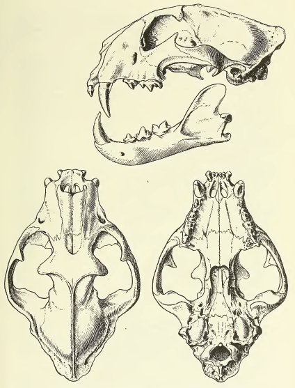 MSU V2P2 - Panthera pardus ciscaucasica skull.png
