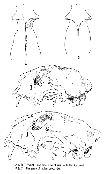 Leopard.skull.dimorphism.png
