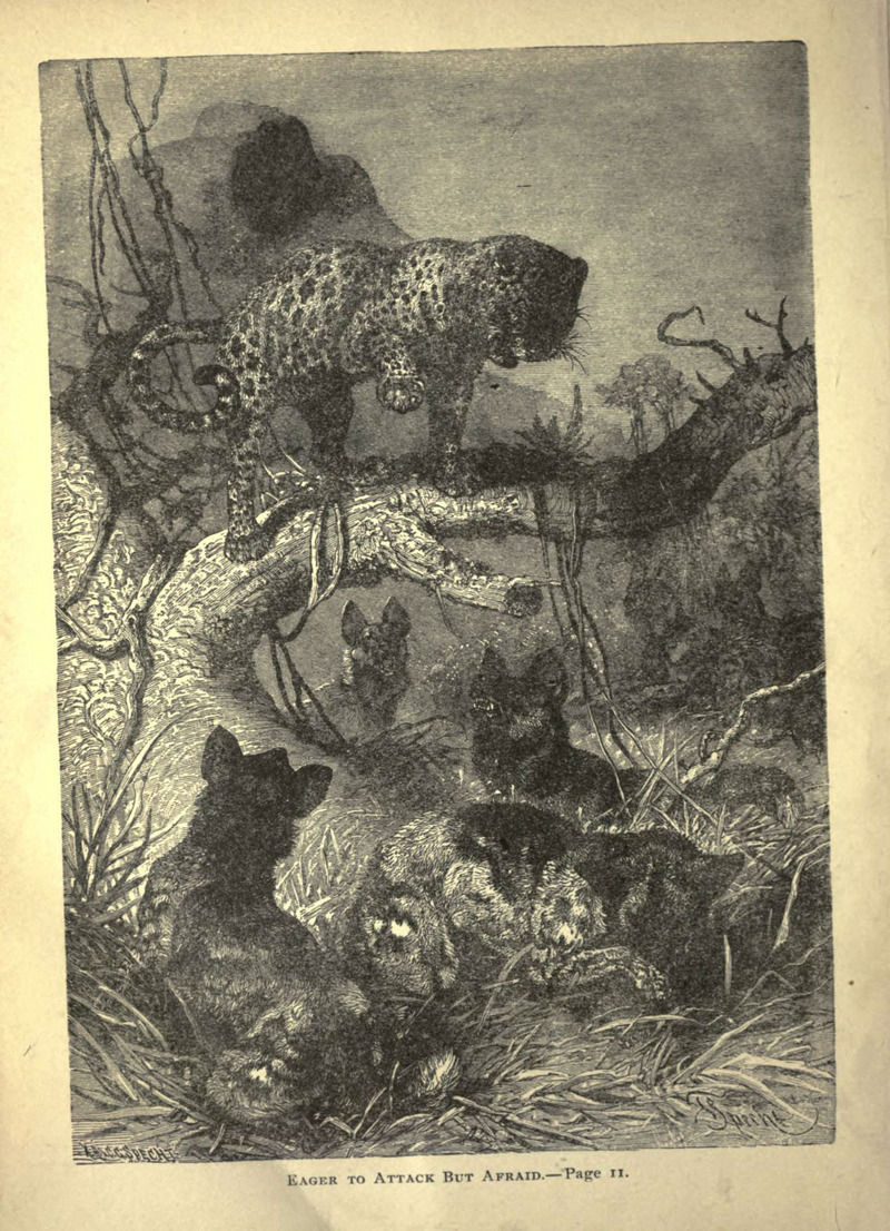 Forest and jungle, or, Thrilling adventures in all quarters of the globe (Page 12) (6220539933).jpg