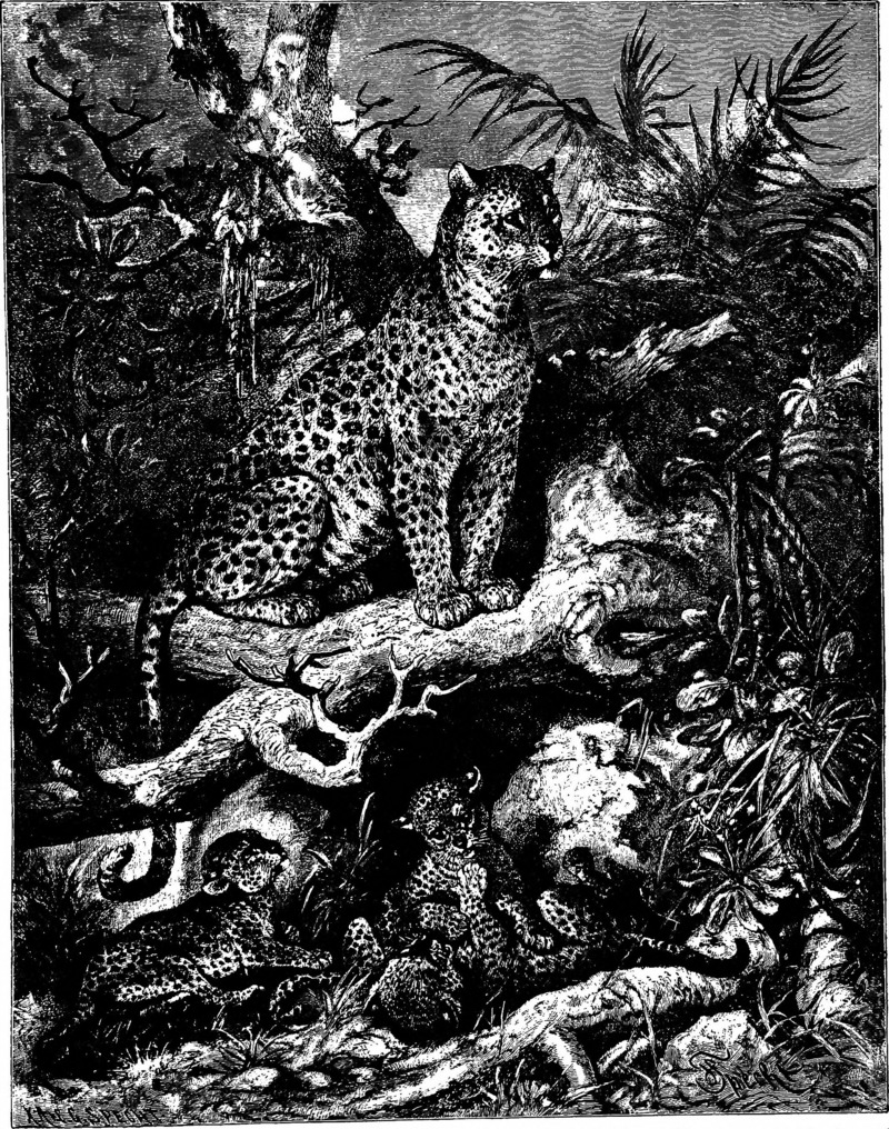 The animals of the world. Brehm's life of animals; (1895) (20585853038).jpg