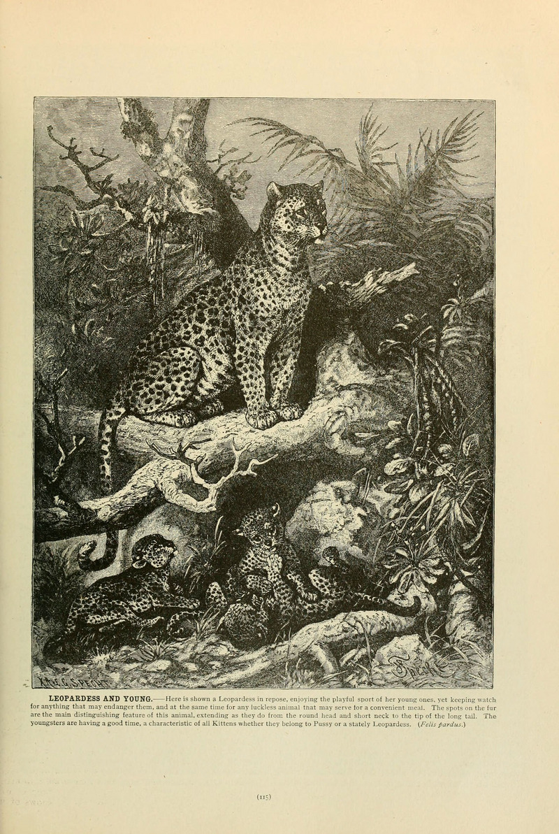 Brehm's Life of animals (Page 115) (6220675698).jpg