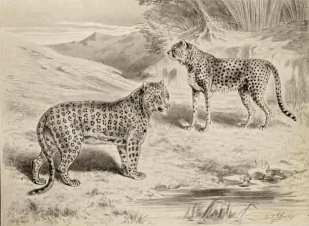 Leopard & cheetah.png