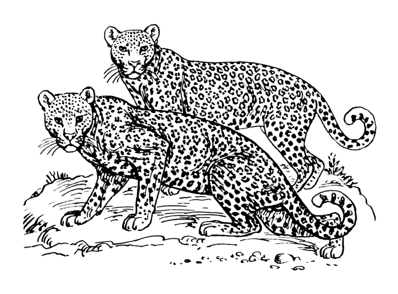 Leopard (PSF).png