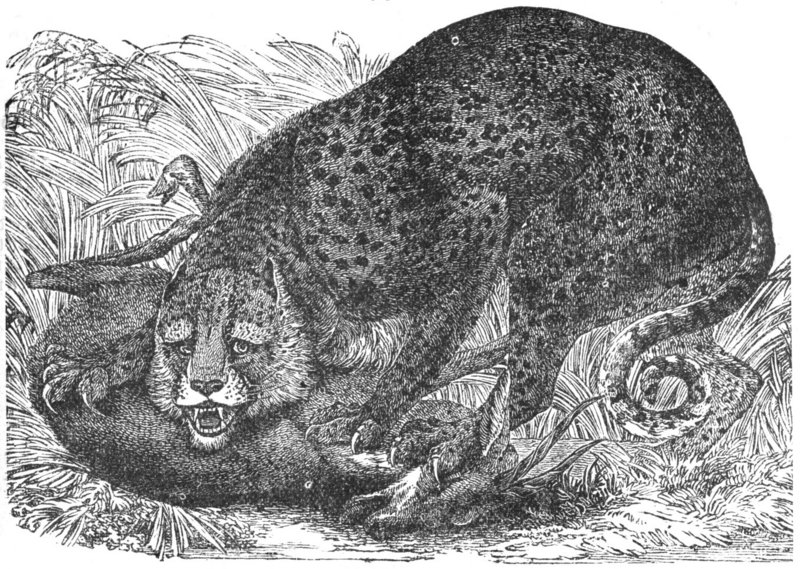Leopard-drawing.jpg