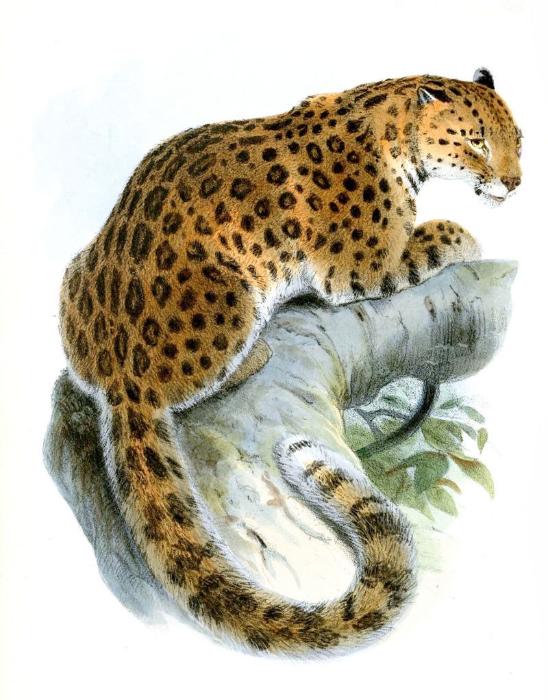 Leopardus.Japonensis.Wolf.jpg