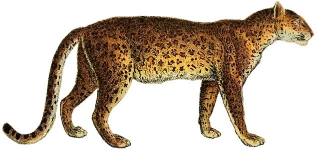Lydekker - Leopard (white background).JPG