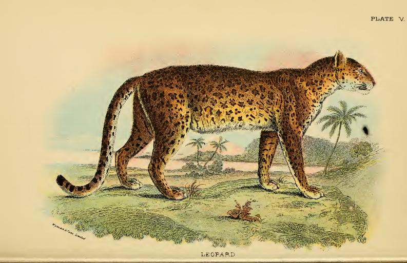 Lydekker - Leopard.JPG