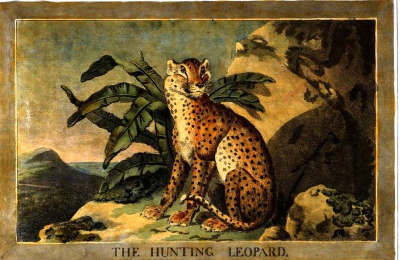 4, Hunting Leopard, Charles Catton's Animals (1788) (cropped).jpg