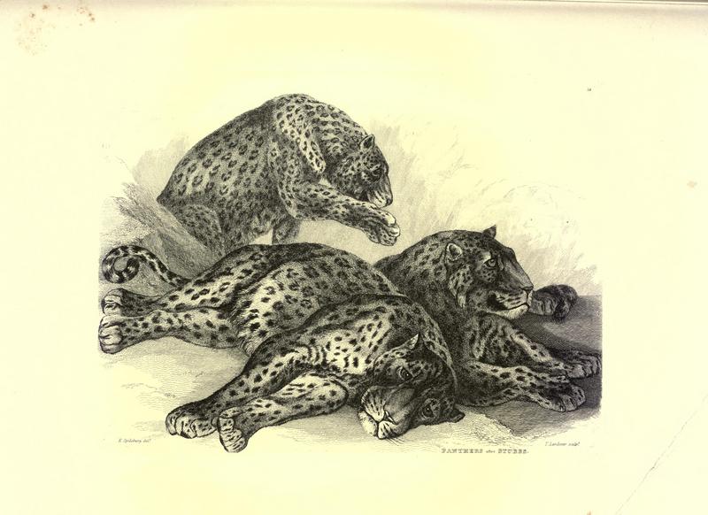Engravings of lions, tigers, panthers, leopards, dogs, &c (Plate 12) BHL22606735.jpg
