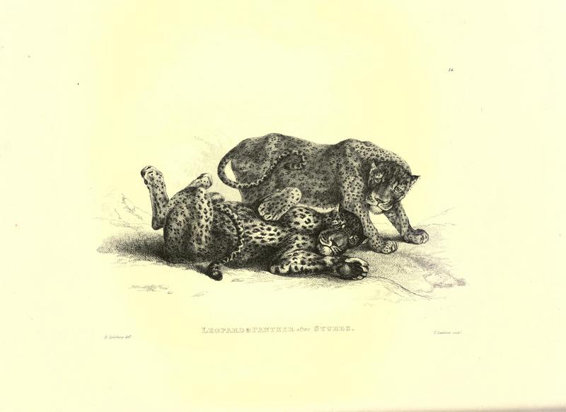 Engravings of lions, tigers, panthers, leopards, dogs, &c (Plate 14) BHL22606761.jpg