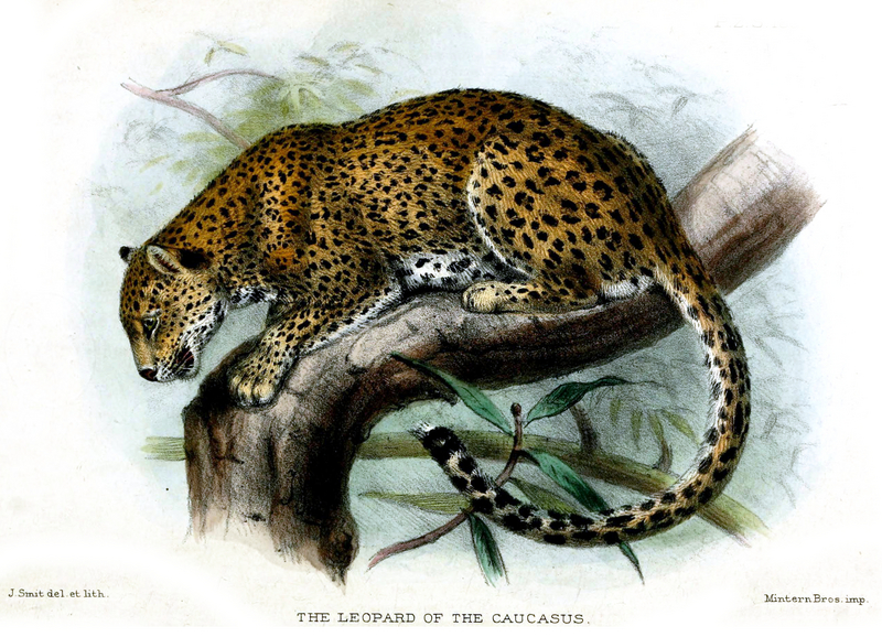 Leopard.Smit.jpg
