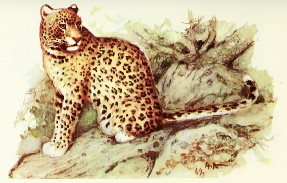 MSU V2P2 - Panthera pardus ciscaucasica painting.png