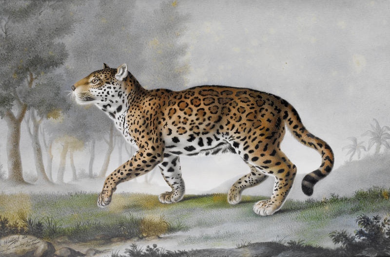 Pierre-François de Wailly – Grande Panthere (1812).jpg