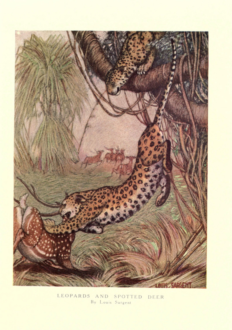 The wild beasts of the world (Pl. 17) (6505639805).jpg