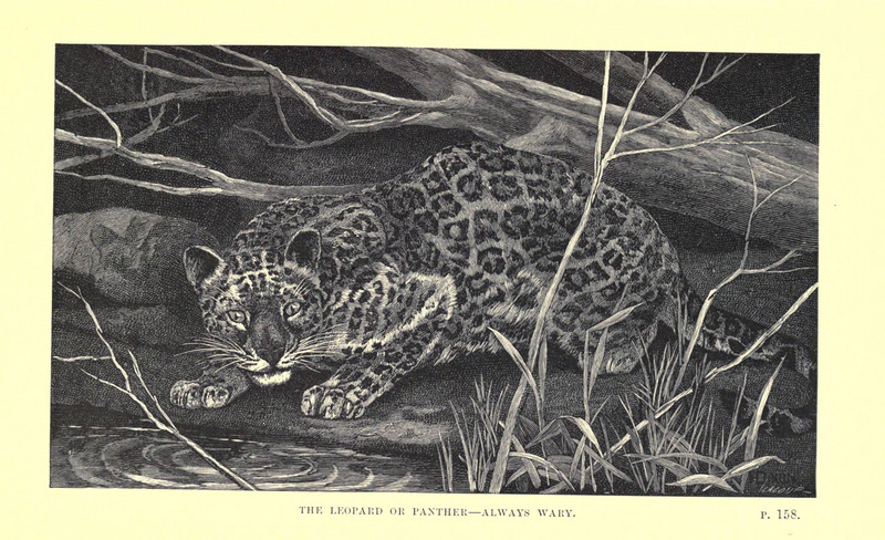 Wild beasts and their ways (Plate 8) (6505683681).jpg