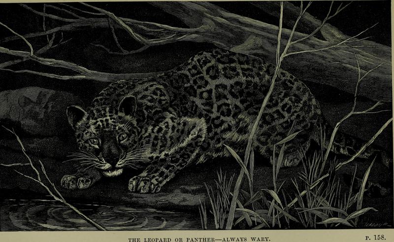 Wild beasts and their ways - reminiscences of Europe, Asia, Africa and America (1890) (14594047410).jpg