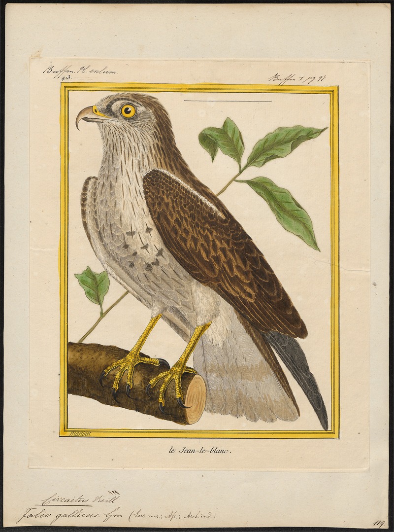 Circaëtus gallicus - 1700-1880 - Print - Iconographia Zoologica - Special Collections University of Amsterdam - UBA01 IZ18100243.jpg