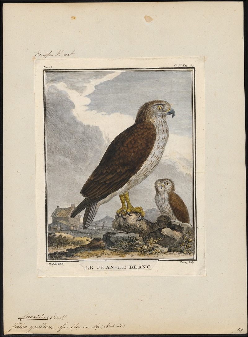Circaëtus gallicus - 1700-1880 - Print - Iconographia Zoologica - Special Collections University of Amsterdam - UBA01 IZ18100249.jpg