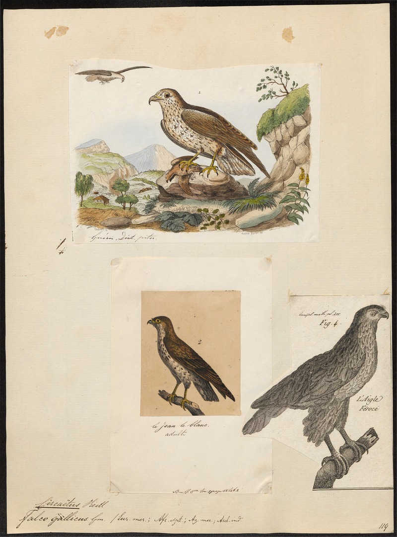 Circaëtus gallicus - 1700-1880 - Print - Iconographia Zoologica - Special Collections University of Amsterdam - UBA01 IZ18100253.jpg