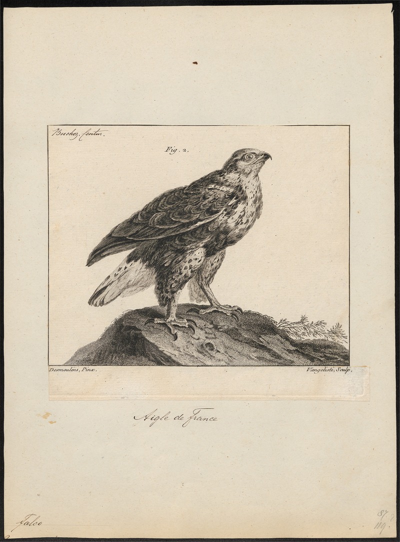 Circaëtus gallicus - 1775-1781 - Print - Iconographia Zoologica - Special Collections University of Amsterdam - UBA01 IZ18100251.jpg