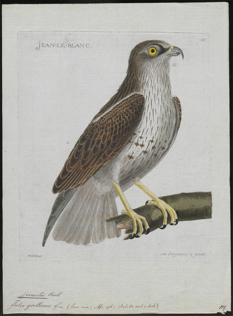 Circaëtus gallicus - 1790-1796 - Print - Iconographia Zoologica - Special Collections University of Amsterdam - UBA01 IZ18100245.jpg