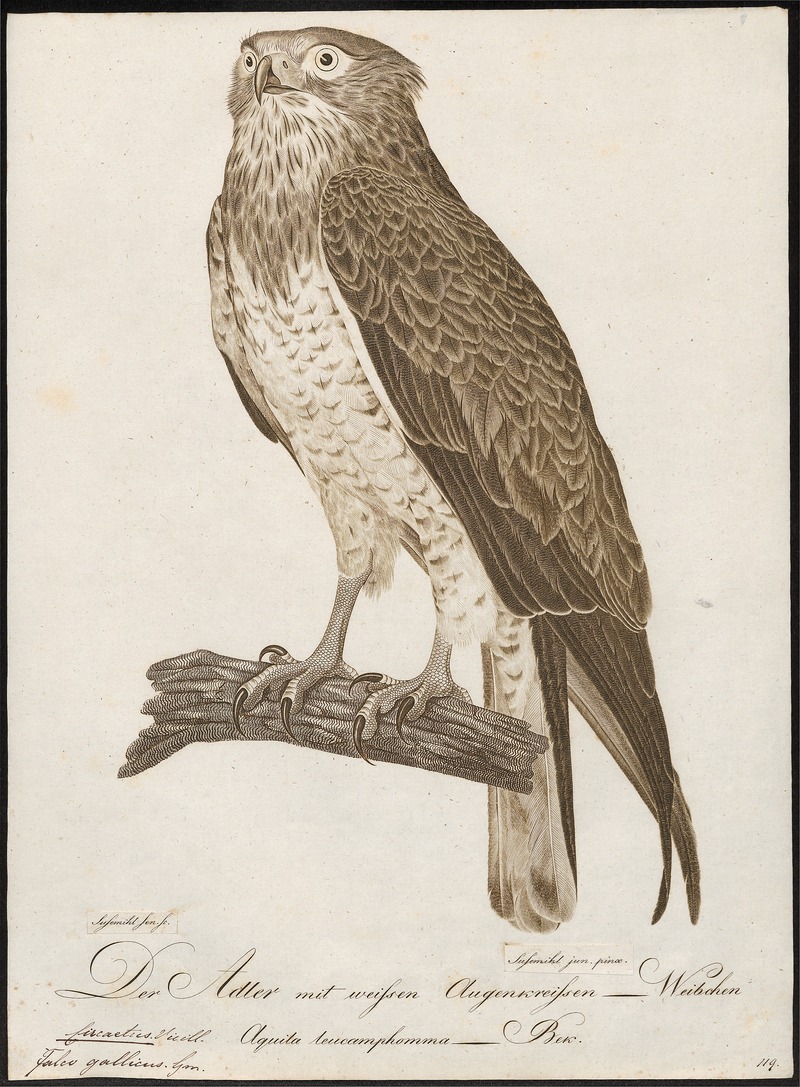 Circaëtus gallicus - 1800-1812 - Print - Iconographia Zoologica - Special Collections University of Amsterdam - UBA01 IZ18100255.jpg