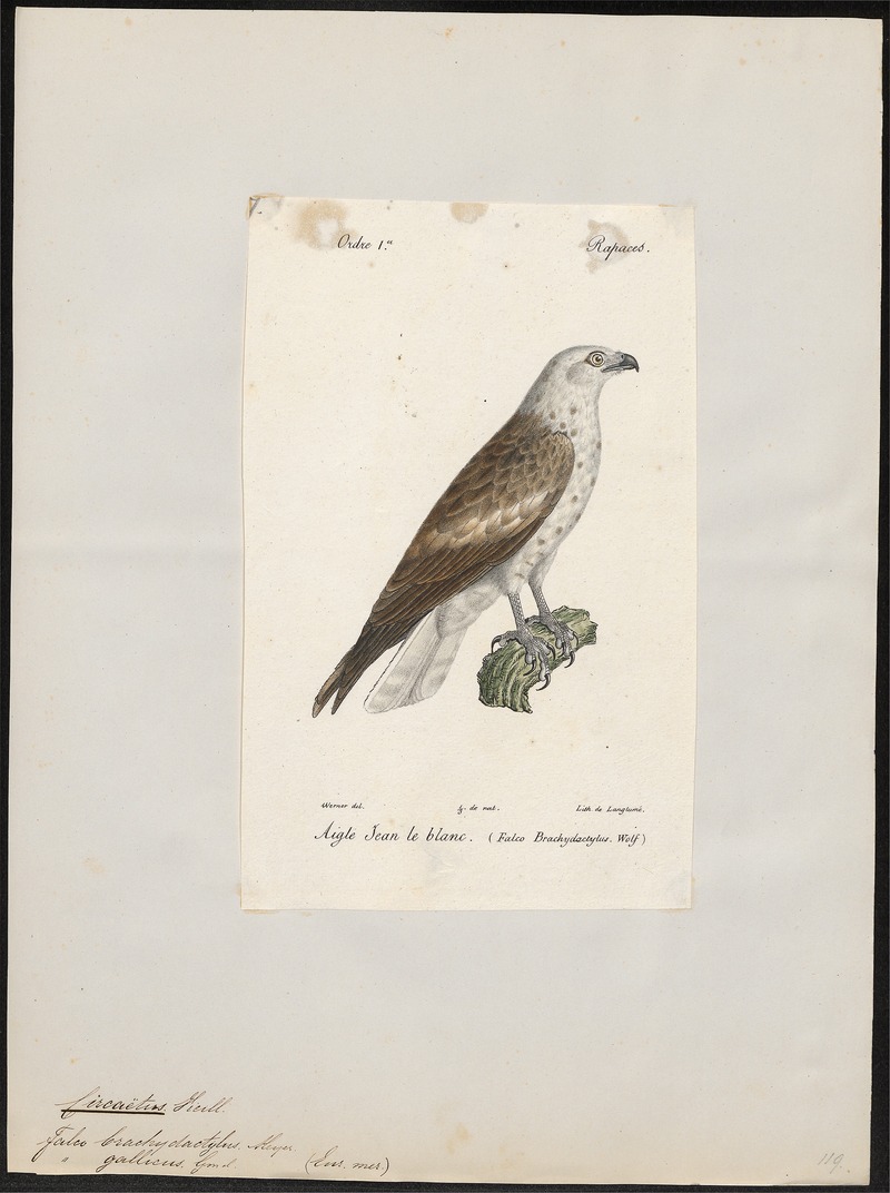 Circaëtus gallicus - 1842-1848 - Print - Iconographia Zoologica - Special Collections University of Amsterdam - UBA01 IZ18100247.jpg