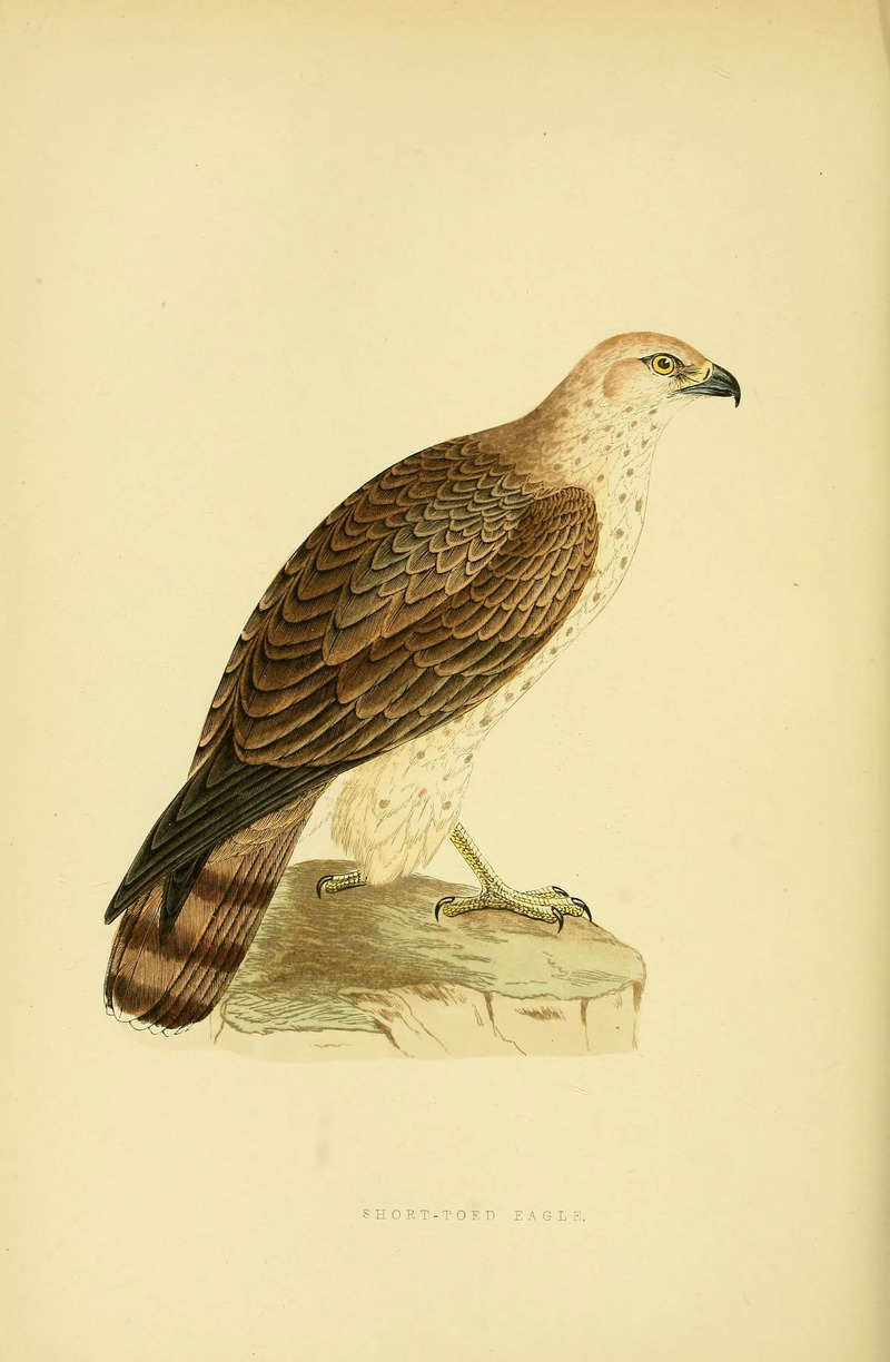 A history of the birds of Europe (Plate 39) (6050330120).jpg