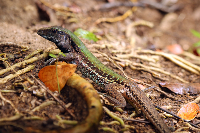 Rainbow whiptail lizard (Cnemidophorus lemniscatus) female.JPG