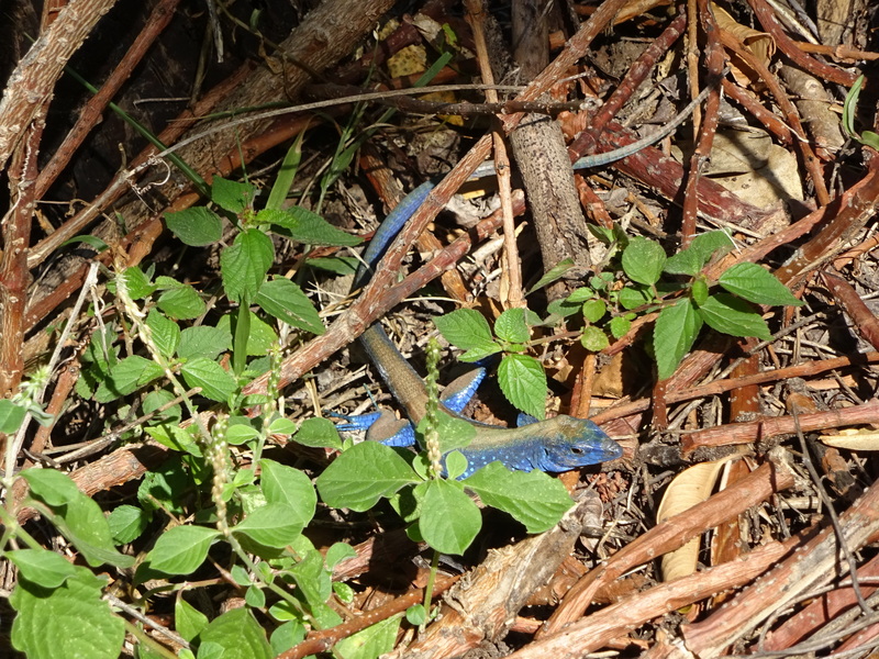 Cnemidophorus lemniscatus blue.JPG
