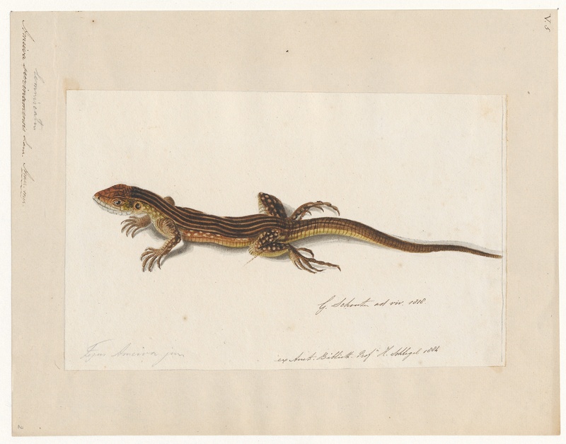 Ameiva lemniscata - 1818 - Print - Iconographia Zoologica - Special Collections University of Amsterdam - UBA01 IZAA100167.jpg