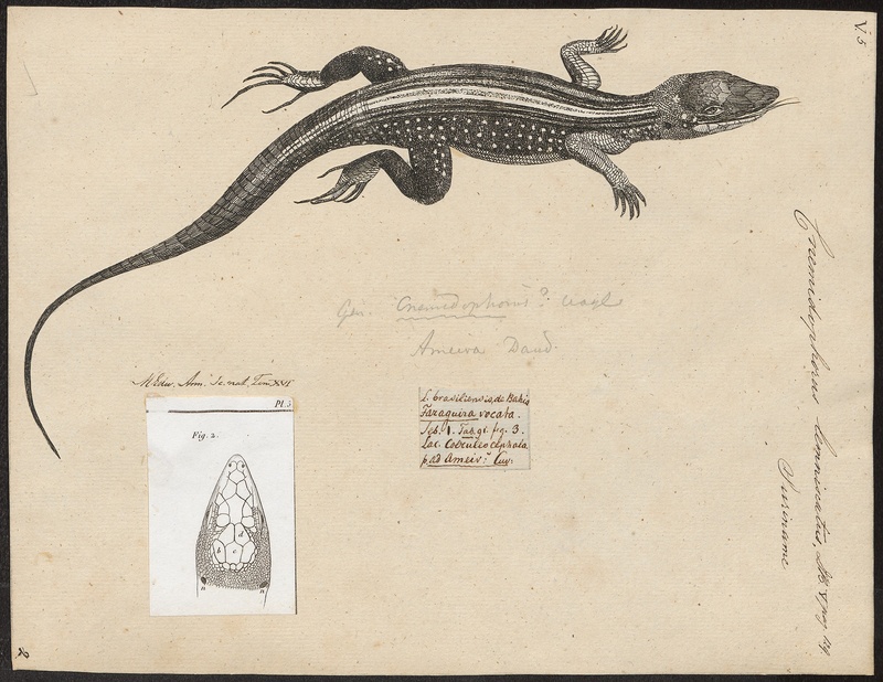 Cnemidophorus lemniscatus - 1700-1880 - Print - Iconographia Zoologica - Special Collections University of Amsterdam - UBA01 IZ12500049.jpg