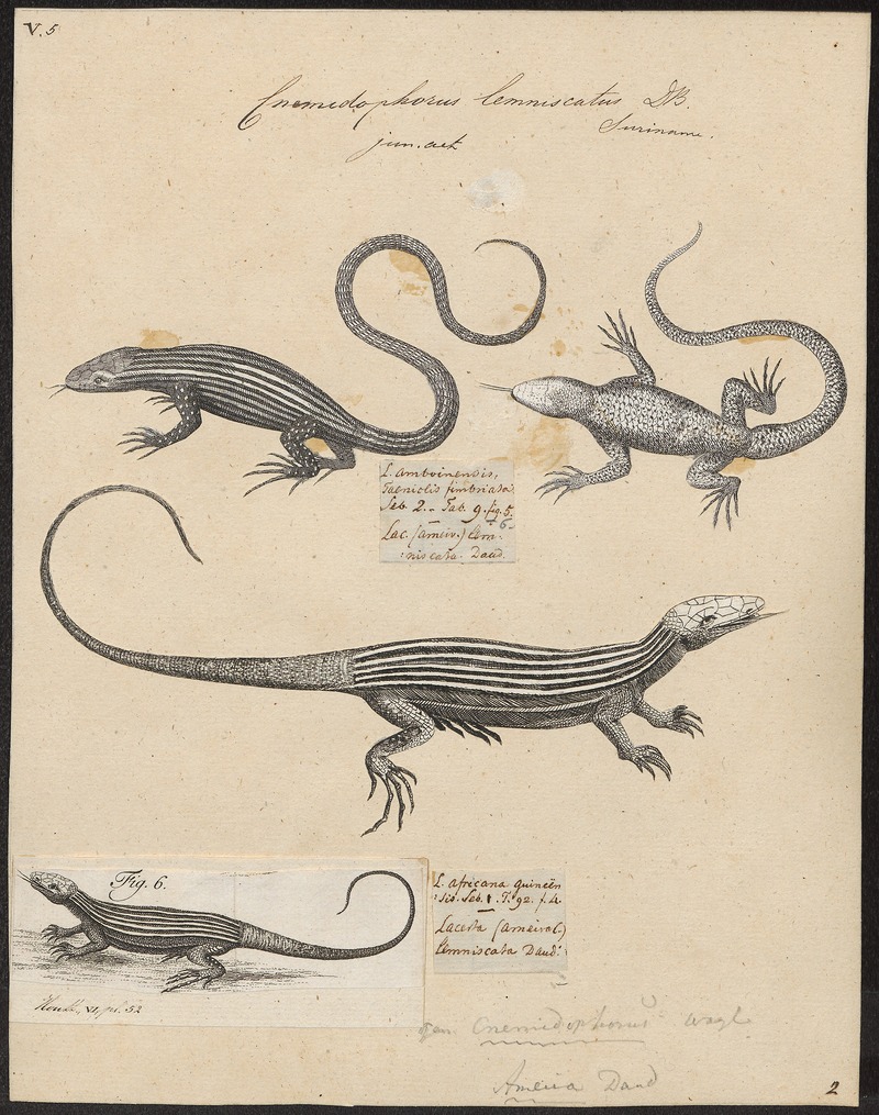 Cnemidophorus lemniscatus - 1700-1880 - Print - Iconographia Zoologica - Special Collections University of Amsterdam - UBA01 IZ12500051.jpg