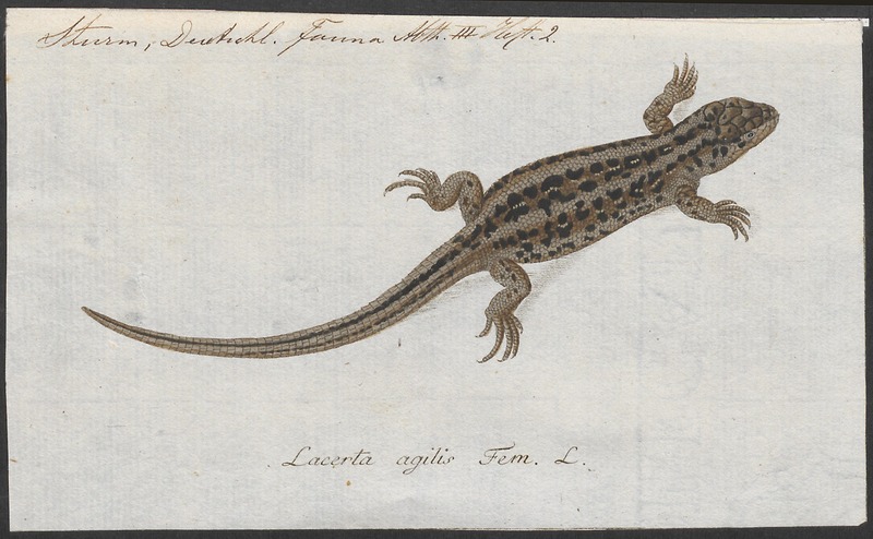 Lacerta agilis - 1753-1834 - Print - Iconographia Zoologica - Special Collections University of Amsterdam - UBA01 IZA1000198.jpg