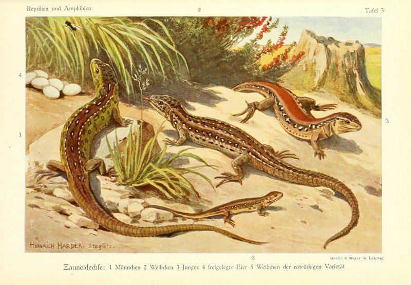 Die.Reptilien.Amphibien.Mitteleuropas.Plate3.jpg