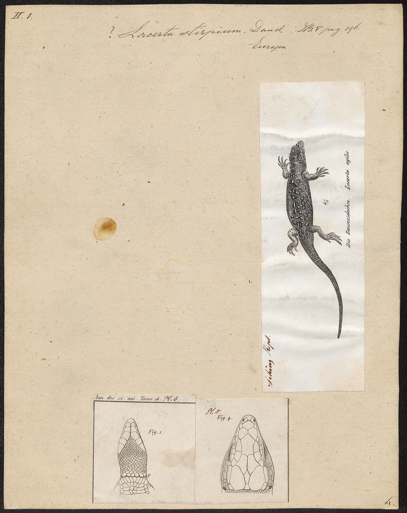 Lacerta stirpium - 1700-1880 - Print - Iconographia Zoologica - Special Collections University of Amsterdam - UBA01 IZ11400221.jpg