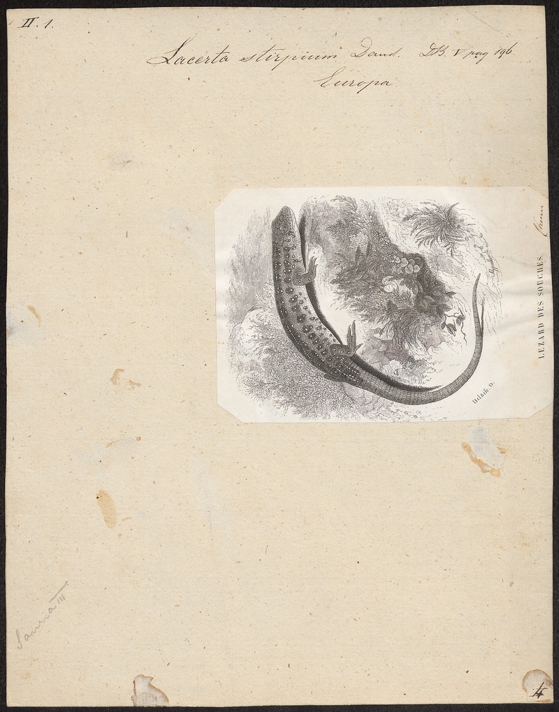 Lacerta stirpium - 1700-1880 - Print - Iconographia Zoologica - Special Collections University of Amsterdam - UBA01 IZ12400057.jpg