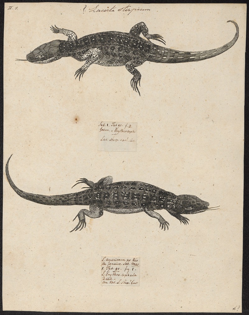 Lacerta stirpium - 1700-1880 - Print - Iconographia Zoologica - Special Collections University of Amsterdam - UBA01 IZ12400059.jpg