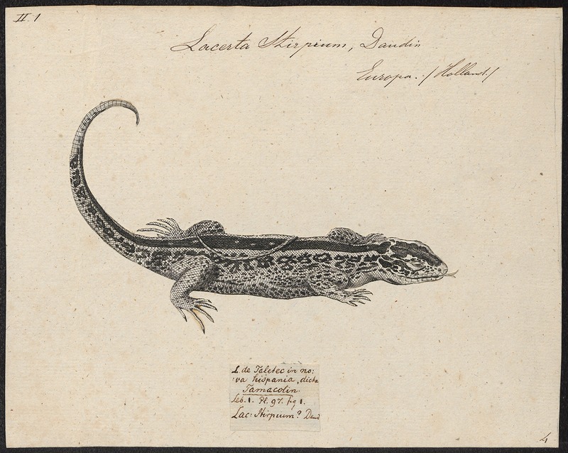 Lacerta stirpium - 1700-1880 - Print - Iconographia Zoologica - Special Collections University of Amsterdam - UBA01 IZ12400073.jpg