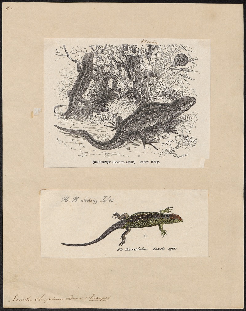 Lacerta stirpium - 1700-1880 - Print - Iconographia Zoologica - Special Collections University of Amsterdam - UBA01 IZ12400075.jpg
