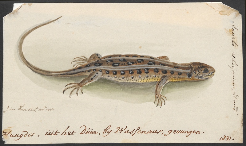 Lacerta stirpium - 1753-1834 - Print - Iconographia Zoologica - Special Collections University of Amsterdam - UBA01 IZA1000200.jpg