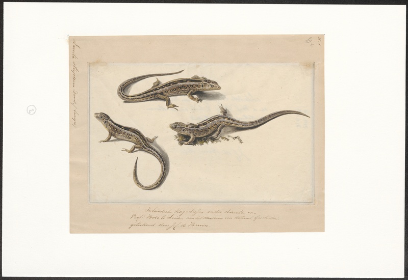Lacerta stirpium - 1823 - Print - Iconographia Zoologica - Special Collections University of Amsterdam - UBA01 IZA1000092.jpg