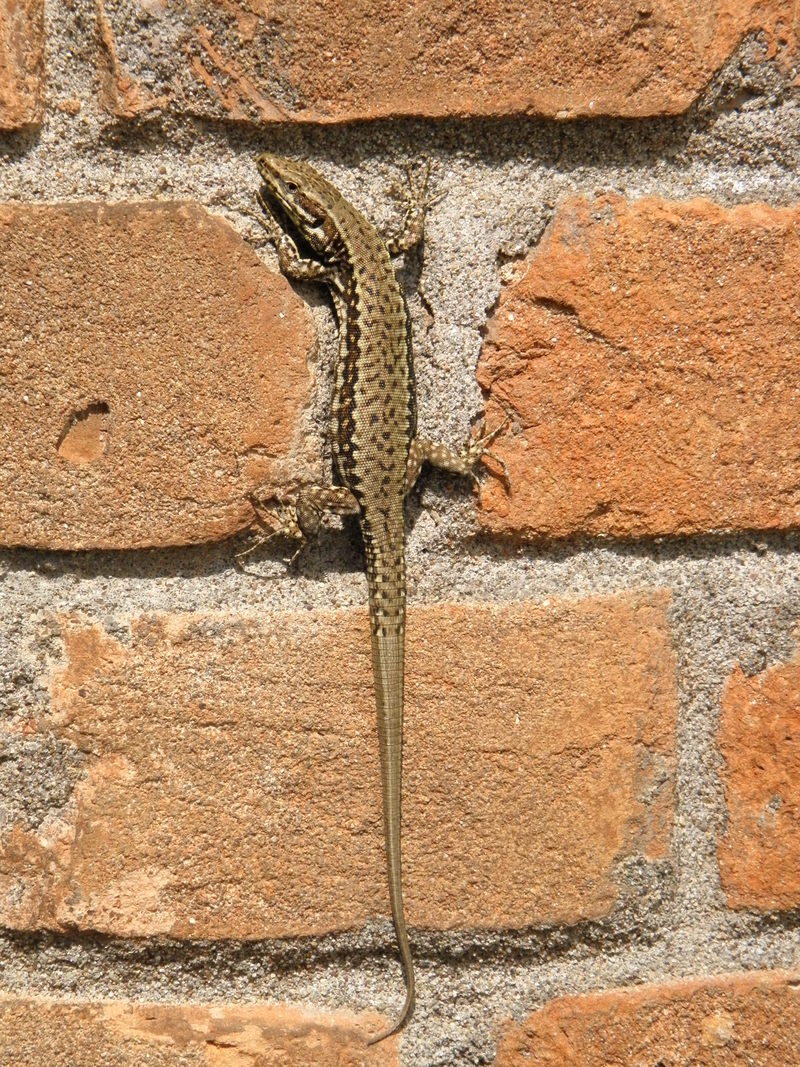 Podarcis muralis (female) in San Martino di Venezze - common wall lizard (Podarcis muralis).jpg