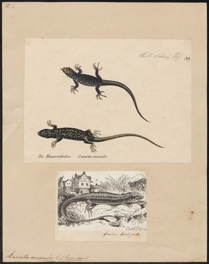 Lacerta muralis - 1700-1880 - Print - Iconographia Zoologica - Special Collections University of Amsterdam - UBA01 IZ12400079.jpg