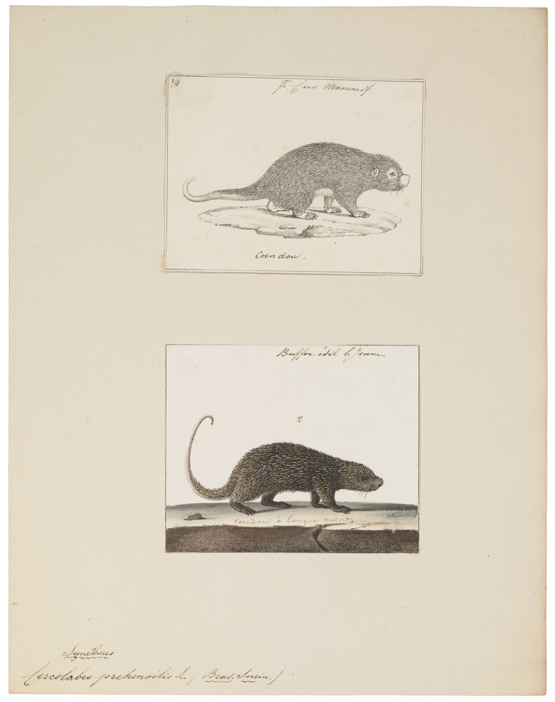 Cercolabes prehensilis - 1700-1880 - Print - Iconographia Zoologica - Special Collections University of Amsterdam - UBA01 IZ20600003.jpg