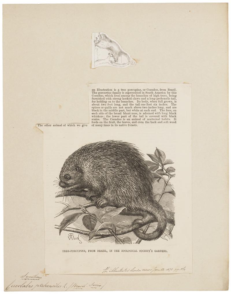 Cercolabes prehensilis - 1700-1880 - Print - Iconographia Zoologica - Special Collections University of Amsterdam - UBA01 IZ20600007.jpg