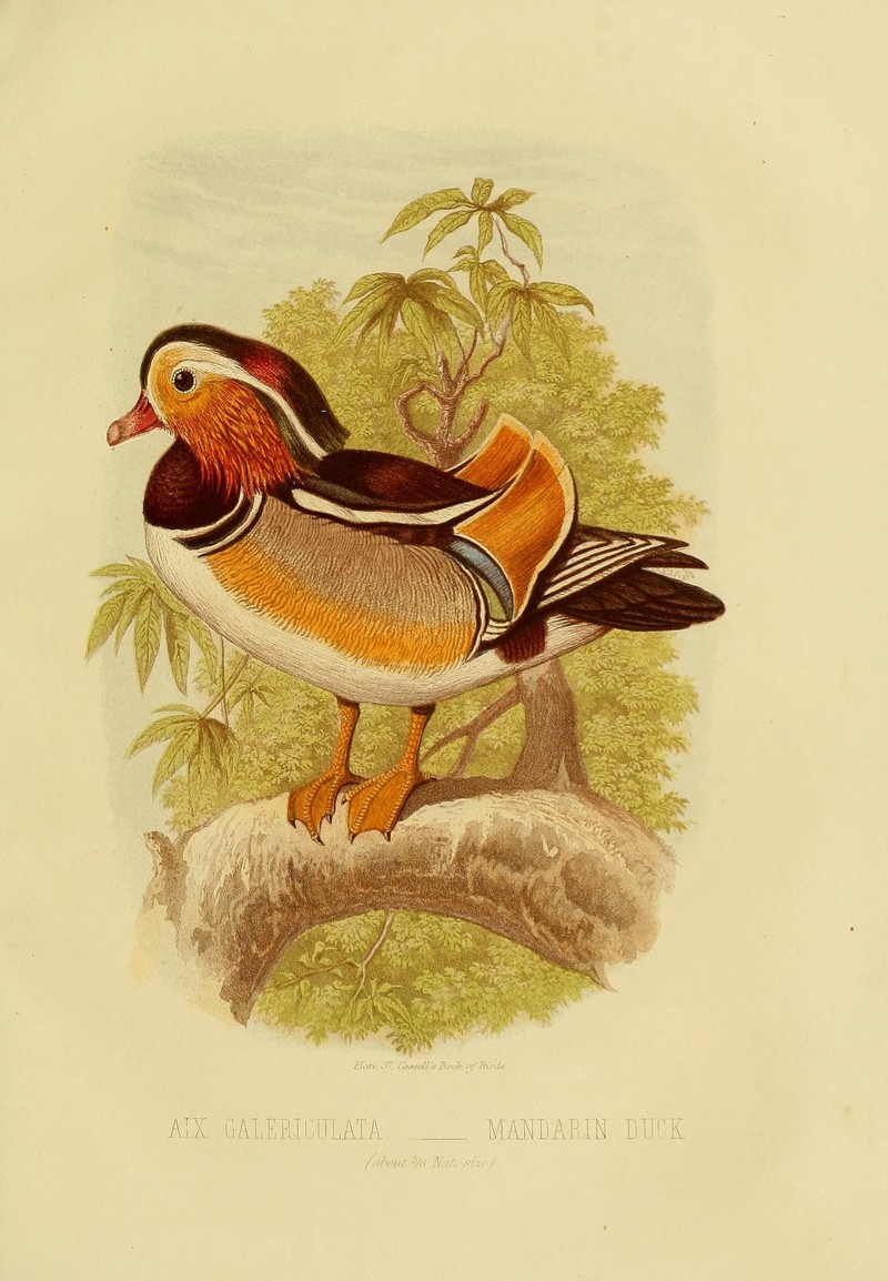Cassell's book of birds (Plate XXXVII) (8574782998).jpg