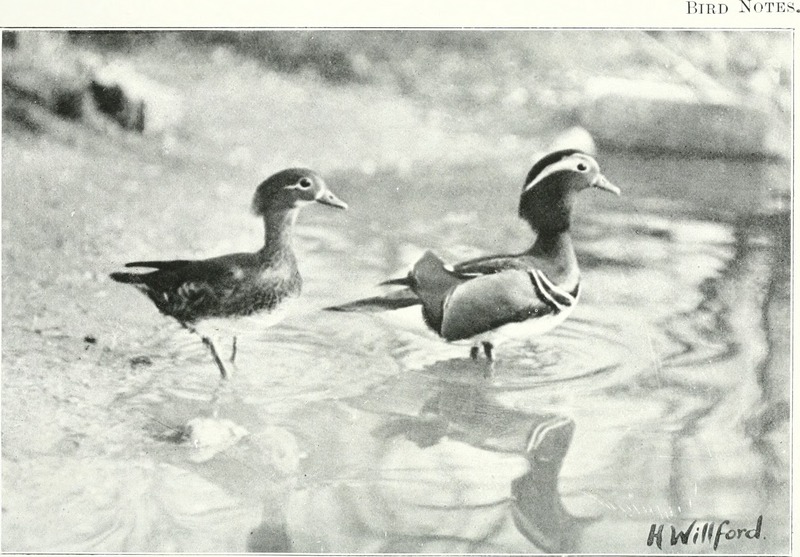 Bird notes (1911) (14562050157).jpg