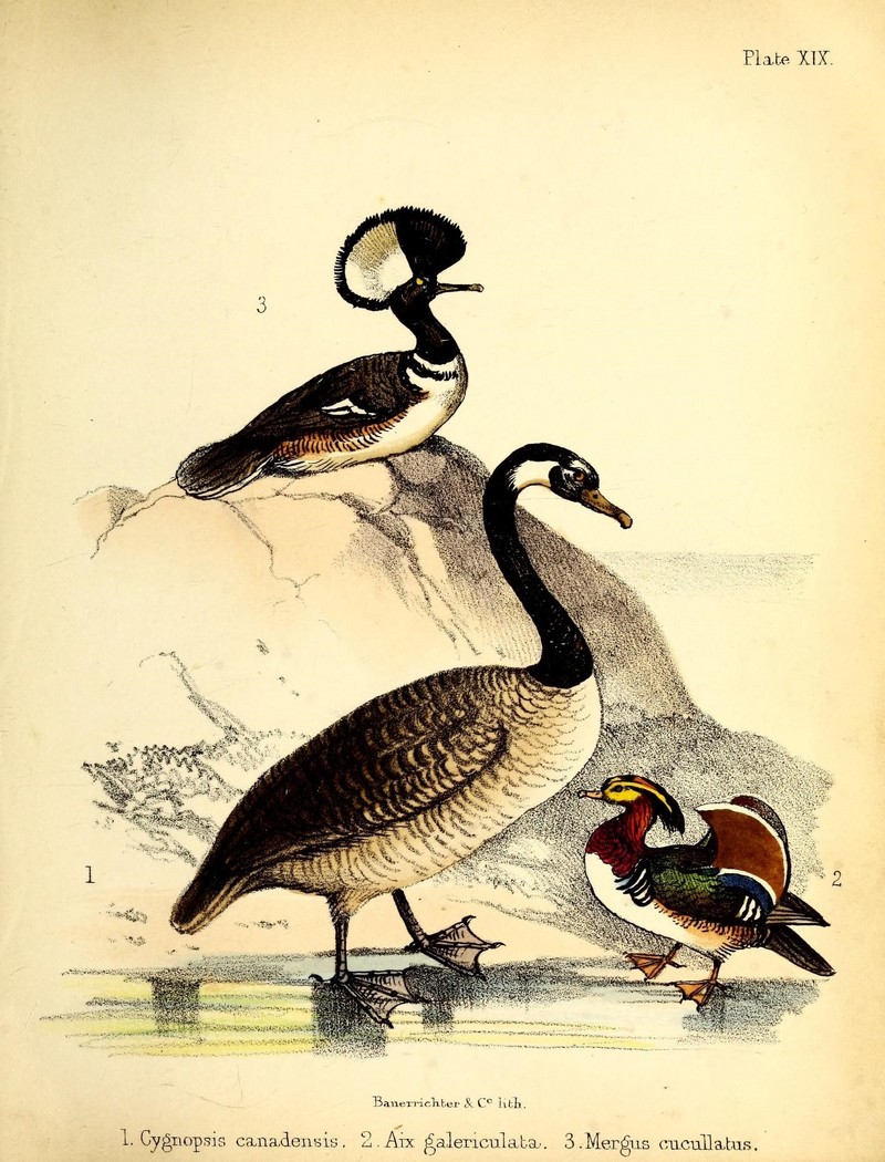 A popular history of birds (19392667458).jpg